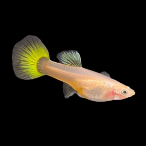 Female Yellow Tuxedo Guppy (3 - 4 Cm)