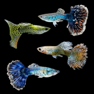 Assorted Cobra Male Guppy (3 - 3,5 Cm)