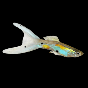 Male Double Sword Guppy (3 - 4 Cm)