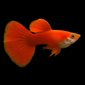 Male Full Red Guppy (3 - 4 Cm)