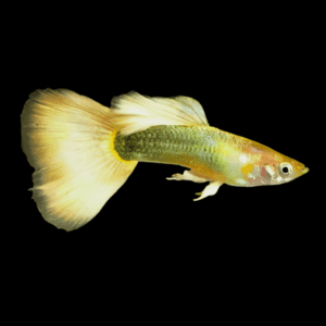 Male German Yellow Guppy (3 - 4 Cm)