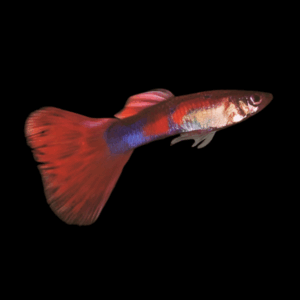Male Maroon Red Guppy (3 - 4 Cm)