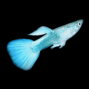 Male Metallic Blue Neon Guppy (3 - 4 Cm)