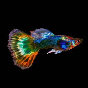 Male Multicolor Guppy (3 - 4 Cm)