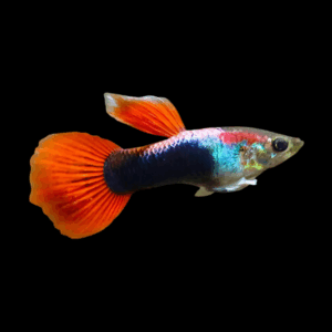 Male Neon Red Guppy (3 - 4 Cm)