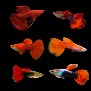 Male Assorted Red Guppy (3 - 4 Cm)