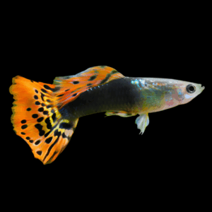 Male Velvet Tuxedo Guppy (3 - 4 Cm)
