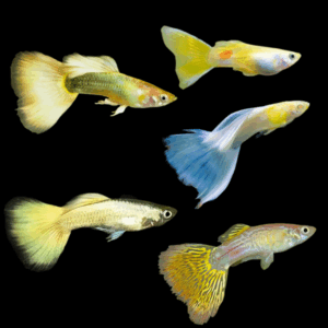 Male Assorted Yellow Guppy (3 - 4 Cm)