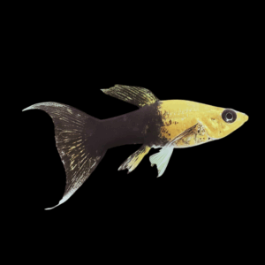 Gold And Black Lyretail Molly (3 - 4 Cm)