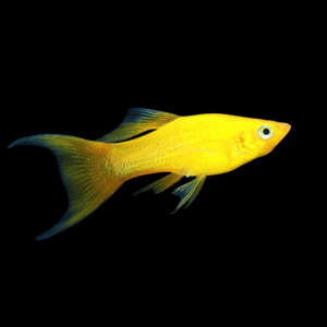 Long Fin Golden Molly (3 - 4 Cm)