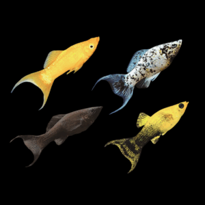 Assorted Lyretail Molly (3,0 - 3,5 Cm)
