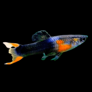 Black Fire Wingei (2,5 - 4 Cm)