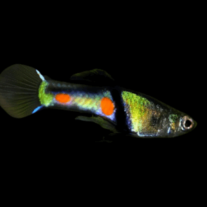 Campoma El Tigre Wingei (2,5 - 4 Cm)