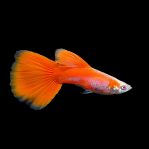 Pair Albino Sky Red Guppy (2-3 Cm)