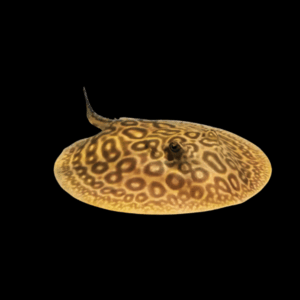 Freshwater Porcupine River Stingray Potamotrygon Hystrix 20cm - Female