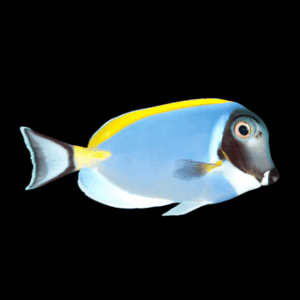 Powder Blue Surgeonfish - M