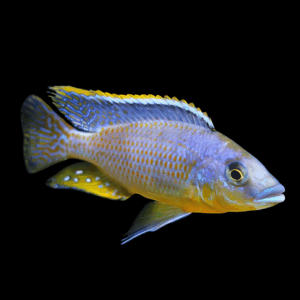 Haplochromis Hertae Cichlid (4 - 5 Cm)