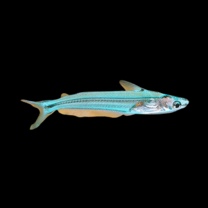 Pseudeutropius Moolenburghae Catfish (5-7 Cm)