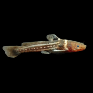 Three Lined Bagrid Catfish (4 - 5 Cm)