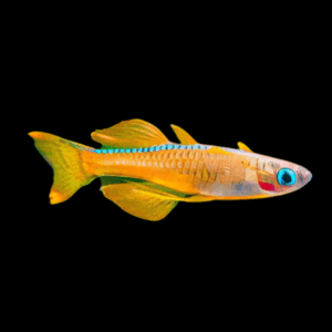 Pseudomugil Red Neon Rainbow Fish (1 - 2 Cm)