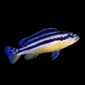 Golden Mbuna Cichlid (2 - 3 Cm)