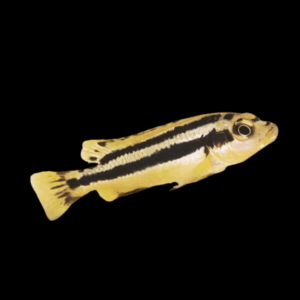 Chipokae Mbuna Cichlid (3 - 4 Cm)