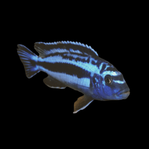 Johanni Mbuna Cichlid (4 - 5 Cm)