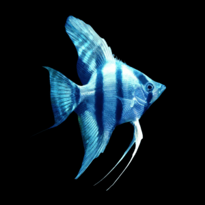 Blue Angelfish (2,5 - 3 Cm)