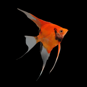 Koi Full Orange Angelfish Pterophyllum Scalare (3.5 - 4cm)