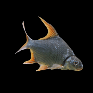 Mekong Sicklefin Barb (7 - 10 Cm)