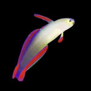 Elegant Firefish - M