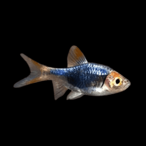 Black Harlequin Rasbora (2,5 Cm)