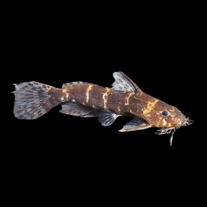 Pygmy Catfish (1 - 2 Cm)