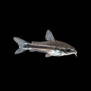 Pygmy Corydoras (1 - 2 Cm)