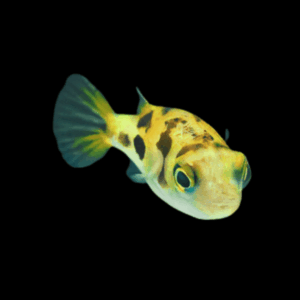 Pygmy Pufferfish (1 - 2 Cm)