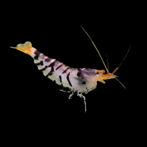 Raccoon Tiger Shrimp (1 - 1,5 Cm)