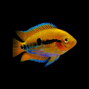 Rainbow Cichlid (4 - 5 Cm)