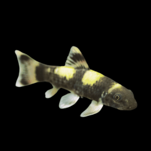 Panda Garra (3 - 4 Cm)