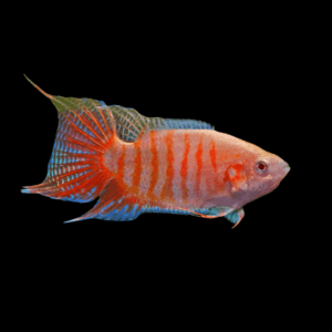 Blue and Red Paradise Fish (4 - 5 Cm)