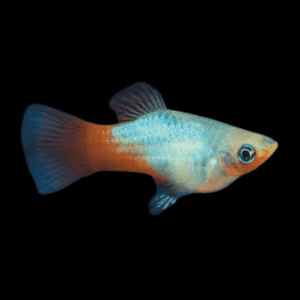 Rainbow Platy (3 - 4 Cm)