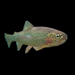 Rainbow Trout 10cm X 10