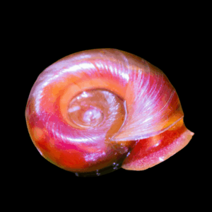 Pink Ramshorn Snail (1 - 1.5cm)