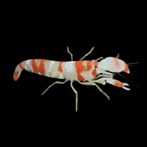 Tiger Pistol Shrimp - M