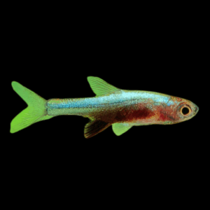Blue Axelrod'S Rasbora (1,5 - 2 Cm)