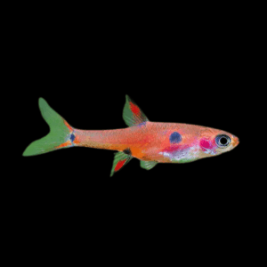 Maculata Rasbora (1 - 2 Cm)