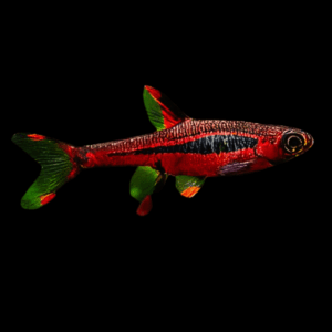Spice Rasbora (1 Cm)