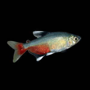 Rathbun's Bloodfin Tetra (2,5 - 3,5 Cm)