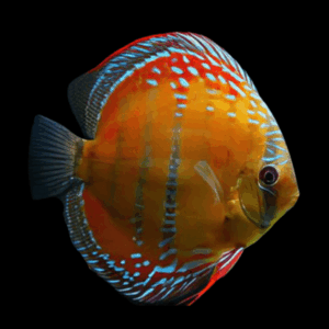 Red Alenquer Discus (10Cm (12,5Cm))