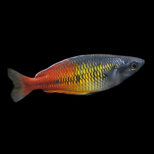 Red Fire Boesemani Rainbow Fish (3,5 - 4,5 Cm)