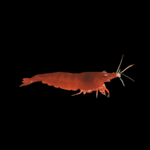 Bloody Mary Shrimp (1 - 1,5 Cm)